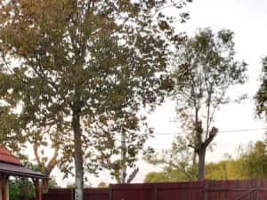 Honda VFR 800 Vtec 2002 ABS — miniatura 4