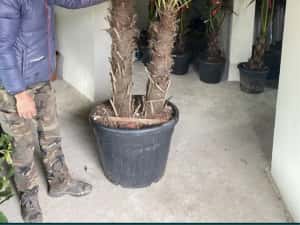 Palmieri cycas revolut trachicarpus fortunei etc — miniatura 3