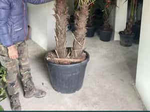 Palmieri cycas revolut trachicarpus fortunei etc — miniatura 7