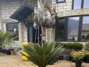 Palmieri cycas revolut trachicarpus fortunei etc — miniatura 8
