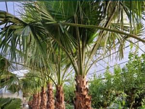Palmieri cycas revolut trachicarpus fortunei etc — miniatura 9