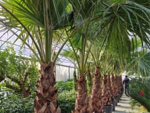 Palmieri cycas revolut trachicarpus fortunei etc — miniatura 10