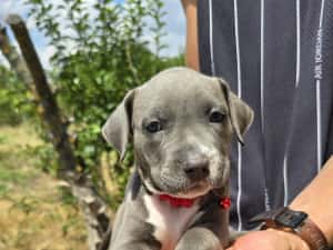 American Bully XL