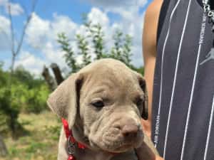 American Bully XL — miniatura 2