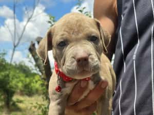 American Bully XL — miniatura 3