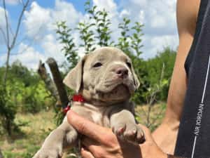American Bully XL — miniatura 4