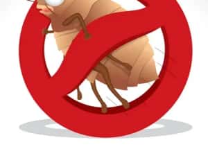 Plosnite de pat plosnita de apartament dezinsecție — miniatura 10