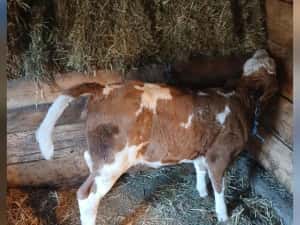 Vând bălțata romaneasca , o singură fătare,8- 9 litri cu vitea de o lună sat Galsa. Arad