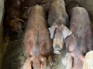 porci de carne rasa duroc pur — miniatura 1