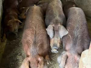 porci de carne rasa duroc pur — miniatura 2