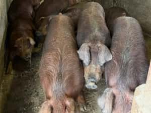 porci de carne rasa duroc pur — miniatura 3