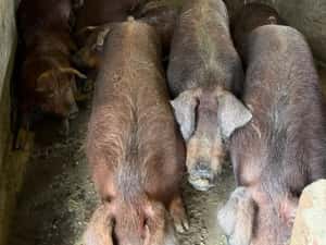 porci de carne rasa duroc pur — miniatura 4