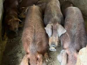 porci de carne rasa duroc pur — miniatura 5