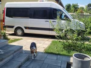 De vânzare autorulotă (camper) Hyundai H350