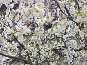 Apartament elegant in vila din perioada interbelica, 6 camere — miniatura 6