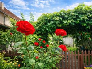 Casa cu vatra traditionala, gradina, garaj, facilitati, Codlea, Brasov — miniatura 1