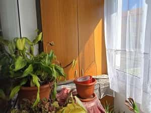 Vand apartament 3 camere etaj 1 semidecomandat — miniatura 5