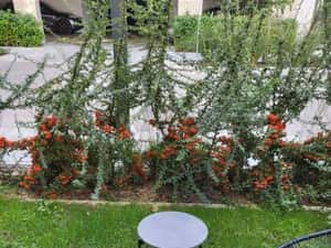 Studio Dublu Cu Gradina  Avalon Estate! — miniatura 6