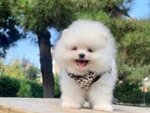 HRANA GRATUITA-Pui Pomeranian cu Pasaport Talie Mica rasa pura-transport in tara si la Bucuresti