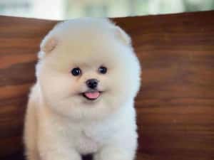 HRANA GRATUITA-Pui Pomeranian cu Pasaport Talie Mica rasa pura-transport in tara si la Bucuresti — miniatura 3