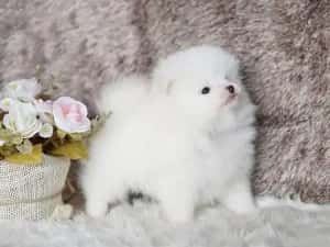 HRANA GRATUITA-Pui Pomeranian cu Pasaport Talie Mica rasa pura-transport in tara si la Bucuresti — miniatura 4