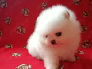 HRANA GRATUITA-Pui Pomeranian cu Pasaport Talie Mica rasa pura-transport in tara si la Bucuresti — miniatura 5
