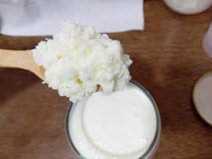 Ciupercă  Kefir (chefir) de lapte două porții — miniatura 9