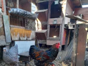 Ouă și pui Brahma Uriaș,Rase Mixte,Cochinchina PITIC, Mii de FLORI — miniatura 3