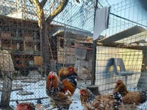 Ouă și pui Brahma Uriaș,Rase Mixte,Cochinchina PITIC, Mii de FLORI — miniatura 4