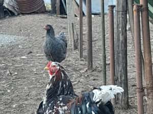 Ouă și pui Brahma Uriaș,Rase Mixte,Cochinchina PITIC, Mii de FLORI — miniatura 5