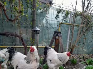 Ouă și pui Brahma Uriaș,Rase Mixte,Cochinchina PITIC, Mii de FLORI — miniatura 6