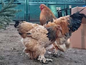 Ouă și pui Brahma Uriaș,Rase Mixte,Cochinchina PITIC, Mii de FLORI — miniatura 7