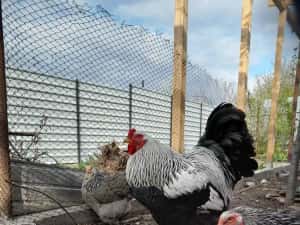 Ouă și pui Brahma Uriaș,Rase Mixte,Cochinchina PITIC, Mii de FLORI — miniatura 8