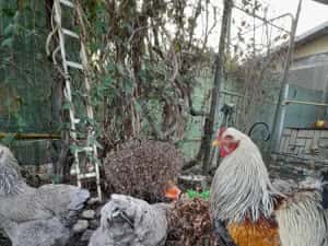 Ouă și pui Brahma Uriaș,Rase Mixte,Cochinchina PITIC, Mii de FLORI — miniatura 9