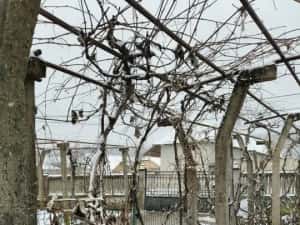 Proprietate rară – 2 case + livadă, vie și teren generos, la 20 km de Târgu Jiu — miniatura 8