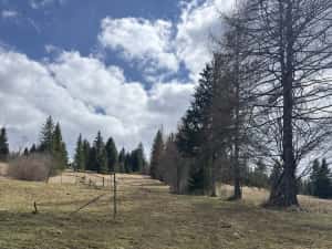 Teren rarau 10 min de partie extravilan parcela de jumatate 5600mp — miniatura 6