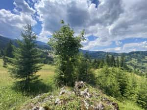 Teren rarau 10 min de partie extravilan parcela de jumatate 5600mp — miniatura 9