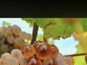 Vând struguri de vin productie 2026