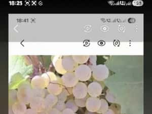 Vând struguri de vin productie 2026 — miniatura 3