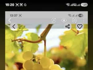 Vând struguri de vin productie 2026 — miniatura 7