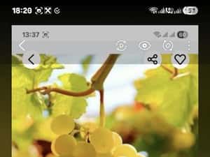 Vând struguri de vin productie 2026 — miniatura 10