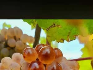 Vând struguri de vin productie 2026