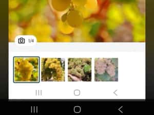 Vând struguri de vin productie 2026 — miniatura 3
