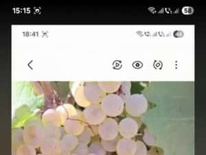 Vând struguri de vin productie 2026 — miniatura 4