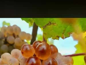 Vând struguri de vin productie 2026 — miniatura 5