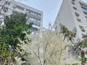 Bulevardul Obregia - Piața Sudului - 3 camere - centrală, loc — miniatura 3