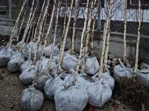 Vând Mesteacăn Alb și Chiparos Leylandii (Transport și Plantare)