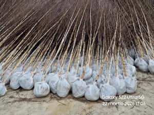 Vând Mesteacăn Alb și Chiparos Leylandii (Transport și Plantare) — miniatura 2