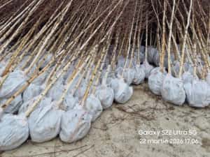 Vând Mesteacăn Alb și Chiparos Leylandii (Transport și Plantare) — miniatura 3