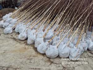 Vând Mesteacăn Alb și Chiparos Leylandii (Transport și Plantare) — miniatura 4